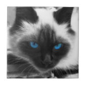 Siamese Cat Fliese (Vorderseite)