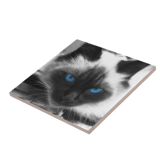 Siamese Cat Fliese (Seite)