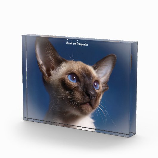 Siamese Cat Fotoblock (Rechts)
