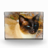 Siamese Cat Fotoblock (Vorderseite)