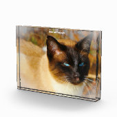 Siamese Cat Fotoblock (Rechts)