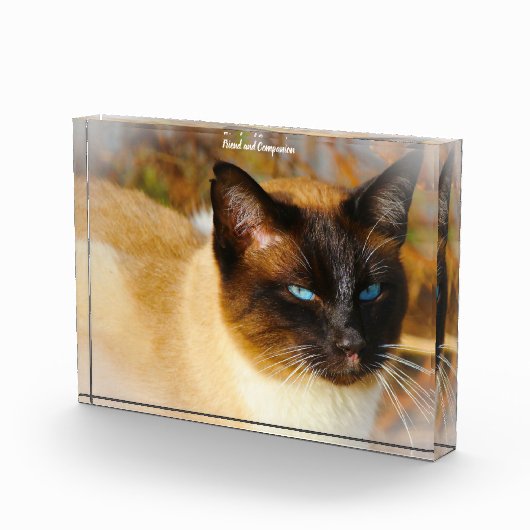 Siamese Cat Fotoblock (Rechts)