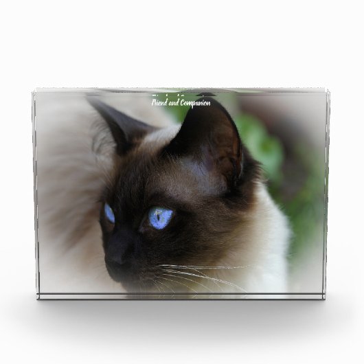 Siamese Cat Fotoblock (Vorderseite)