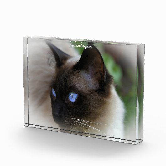 Siamese Cat Fotoblock (Rechts)