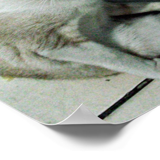 Siamese Cat Friend Poster (Ecke)