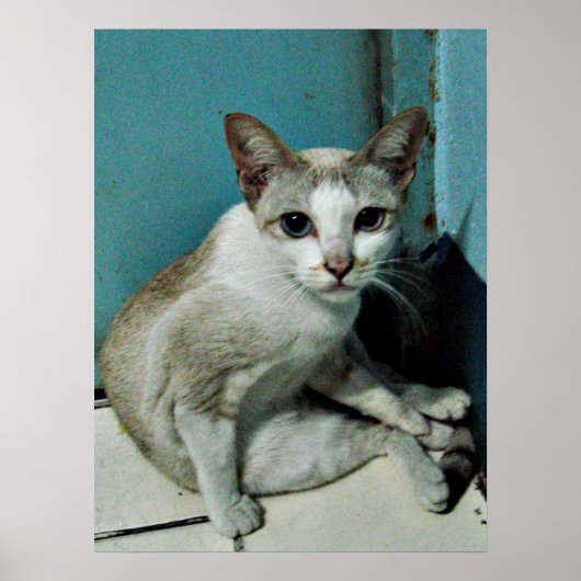 Siamese Cat Friend Poster (Vorne)