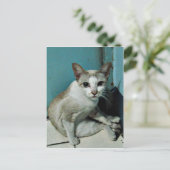 Siamese Cat Friend Postkarte (Stehend Vorderseite)