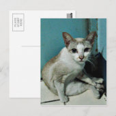 Siamese Cat Friend Postkarte (Vorne/Hinten)