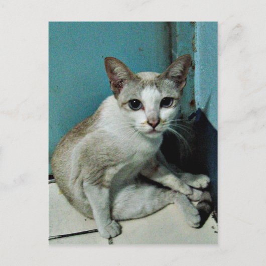 Siamese Cat Friend Postkarte (Vorderseite)
