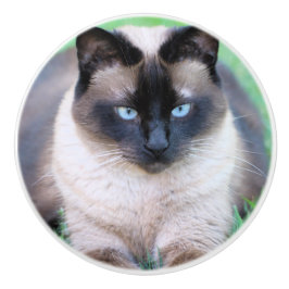 Siamese cat keramikknauf