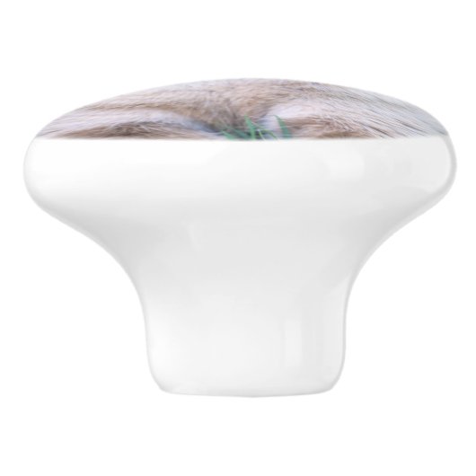 Siamese cat keramikknauf (Seitenansicht)