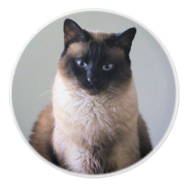 Siamese cat keramikknauf
