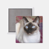 SIAMESE CAT MAGNET (Vorderseite/Rückseite)