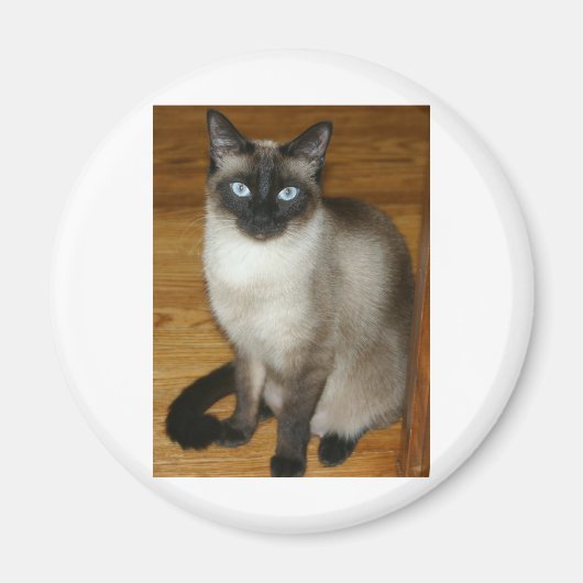Siamese Cat Magnet (Vorne)