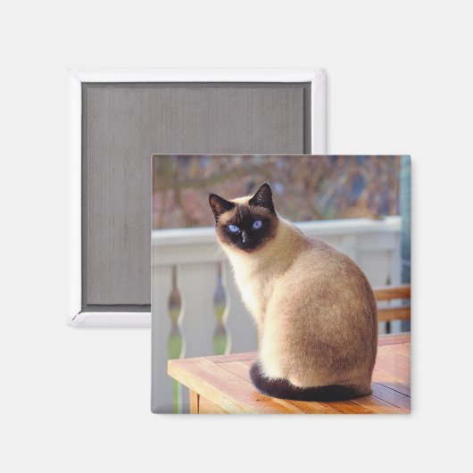 Siamese Cat Magnet (Vorderseite/Rückseite)