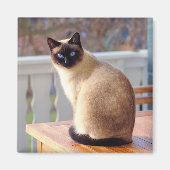 Siamese Cat Magnet (Vorne)
