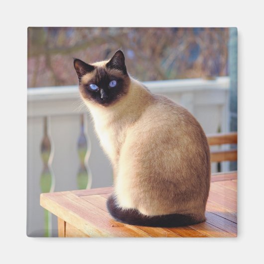 Siamese Cat Magnet (Vorne)