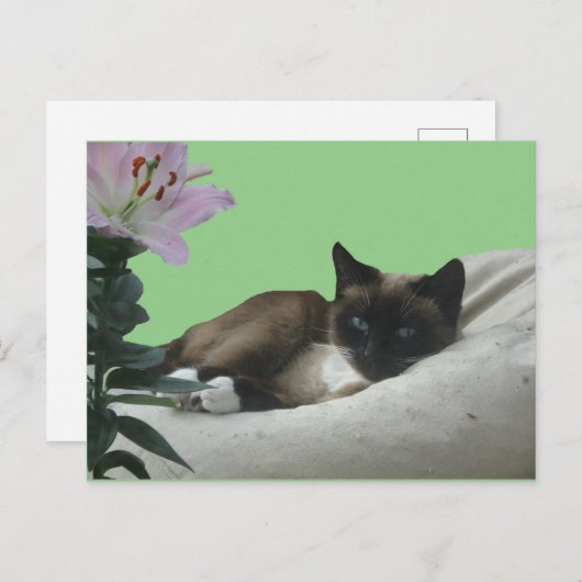 Siamese Cat Nah Up DIY Postkarte (Vorne/Hinten)