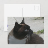 Siamese Cat Nah Up DIY Postkarte (Vorne/Hinten)