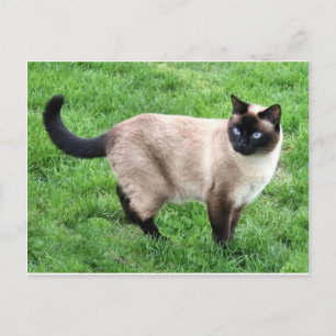 Siamese Cat Pet Purr Meow Kitty Destiny Kunst Postkarte