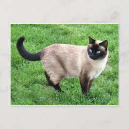 Siamese Cat Pet Purr Meow Kitty Destiny Kunst Postkarte