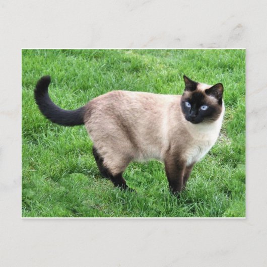 Siamese Cat Pet Purr Meow Kitty Destiny Kunst Postkarte (Vorderseite)