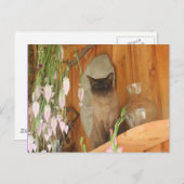Siamese Cat Posing #1 Tier Postkarte (Vorne/Hinten)