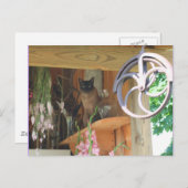 Siamese Cat Posing Animal Fotografie Postcard #2 Postkarte (Vorne/Hinten)