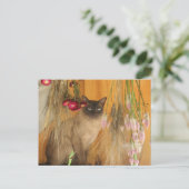 Siamese Cat Posing Animal Fotografie Postcard #3 Postkarte (Stehend Vorderseite)