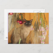 Siamese Cat Posing Animal Fotografie Postcard #3 Postkarte (Vorne/Hinten)