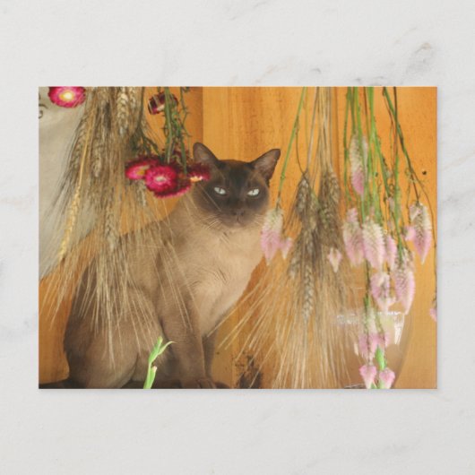 Siamese Cat Posing Animal Fotografie Postcard #3 Postkarte (Vorderseite)