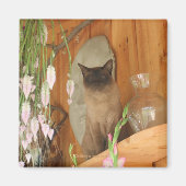 Siamese Cat Posing Animal Fotografy Magnet #1 (Vorne)