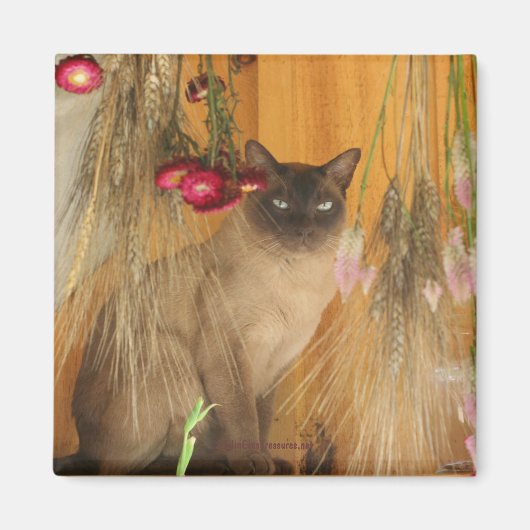 Siamese Cat Posing Animal Fotografy Magnet #3 (Vorne)