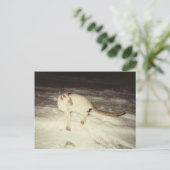 Siamese Cat Postcard Postkarte (Stehend Vorderseite)