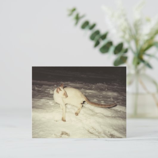 Siamese Cat Postcard Postkarte (Stehend Vorderseite)