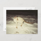 Siamese Cat Postcard Postkarte (Vorne/Hinten)