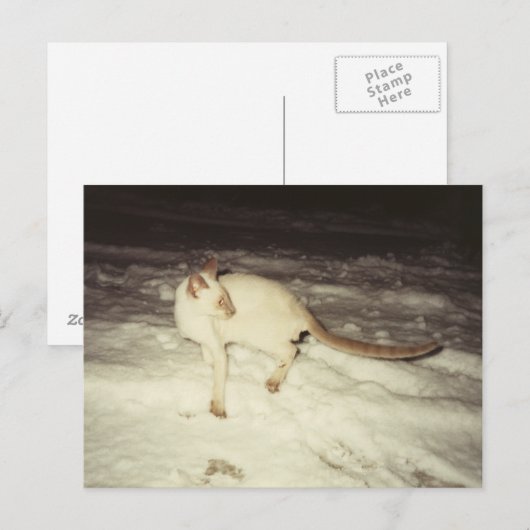 Siamese Cat Postcard Postkarte (Vorne/Hinten)