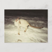 Siamese Cat Postcard Postkarte (Vorderseite)