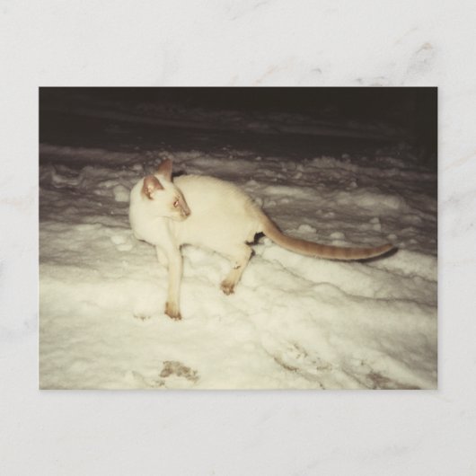 Siamese Cat Postcard Postkarte (Vorderseite)