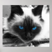 Siamese Cat Poster (Vorne)