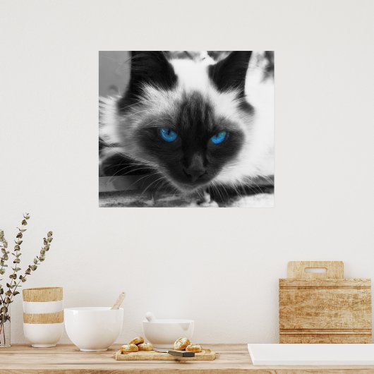 Siamese Cat Poster (Küche)