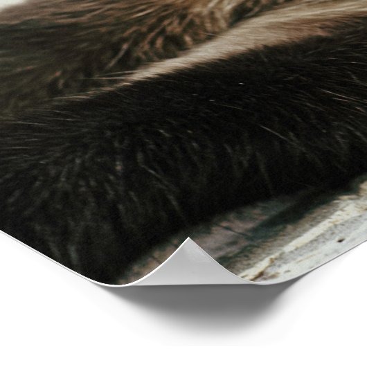 Siamese Cat Poster (Ecke)