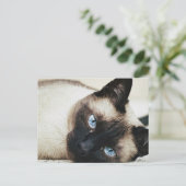 Siamese Cat Postkarte (Stehend Vorderseite)