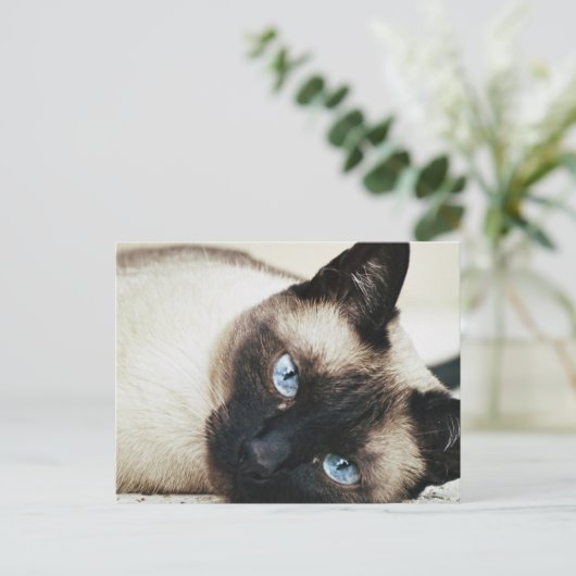 Siamese Cat Postkarte (Stehend Vorderseite)