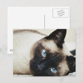 Siamese Cat Postkarte (Vorne/Hinten)