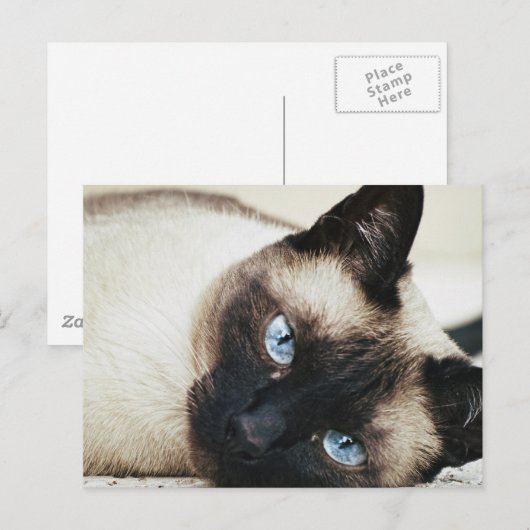 Siamese Cat Postkarte (Vorne/Hinten)