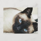 Siamese Cat Postkarte (Vorderseite)