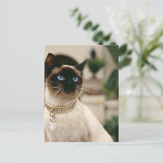 Siamese Cat Postkarte (Stehend Vorderseite)
