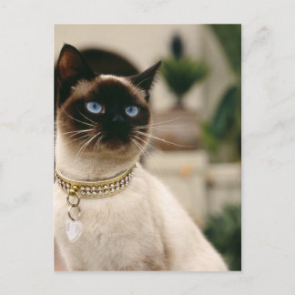 Siamese Cat Postkarte