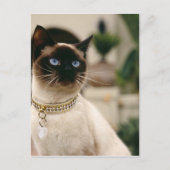 Siamese Cat Postkarte (Vorderseite)